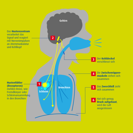 Grafik zum Hustenreflex